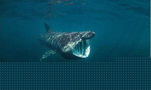 Bask in Unrivaled Comfort at Cabo Wabo Lake Tahoe Hotel