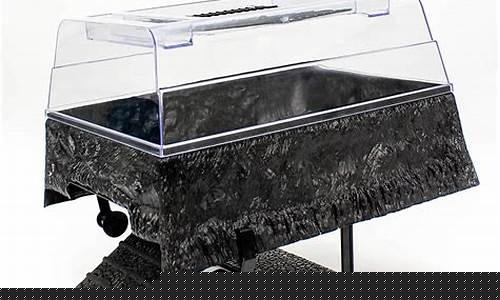 Basking in the Beauty of Cabo Wabo in Cancun