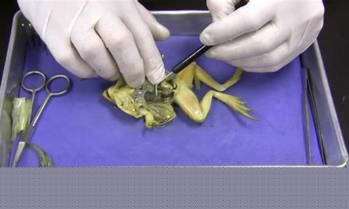 Dissecting the Disappointment of Cabo Wabo