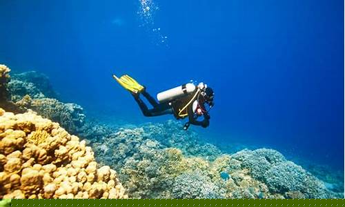 Dive Deeper with WABO Swim’s Advanced Techniques