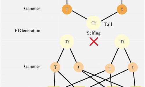 Dominate the Field with WABO Baseball Strategies