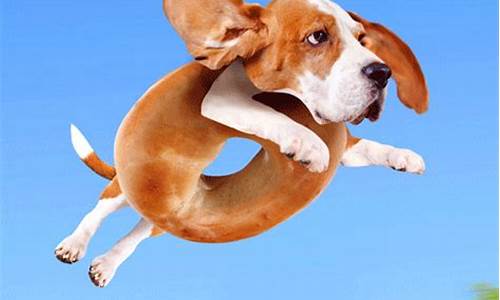 GIFs Showcasing the Best of Cabo Wabo’s Spirit