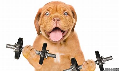 Get in on the action with WABO hockey league