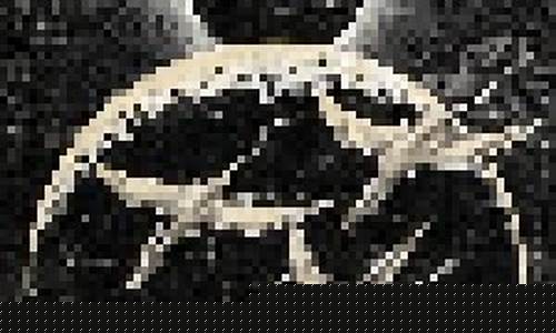 High-Flying Action at the WABO Skydiving Sports Event