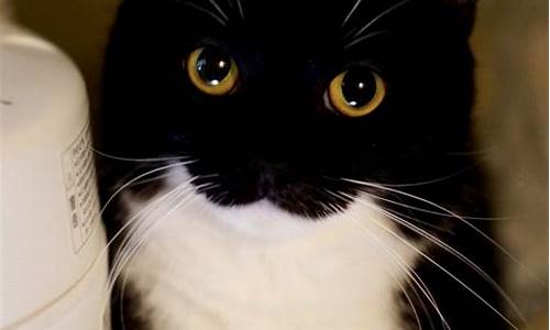 How the Cabo Wabo Guitar is Defying Conventional Standards of Sound