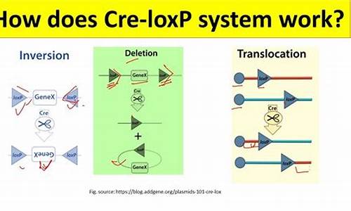 How to Create the Perfect Cabo Wabo Cocorita