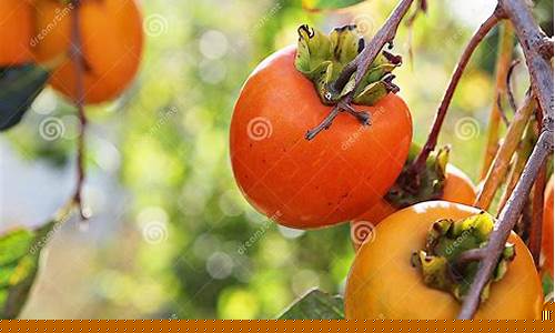 It’s Game On at the WABO Sports Competition