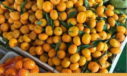 Kiat Mendapat Kemenangan Besar di Malaysia Wabo Horse Racing