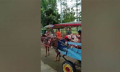 Kuda Pilihan untuk Pertaruhan di Wabo