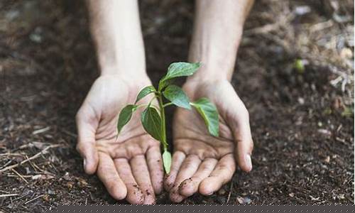 Nurturing the Soul with Cabo Wabo Country Song