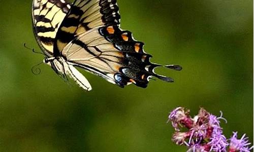 Own the Scene with Cabo Wabo Cantina T-Shirts