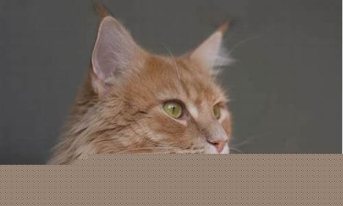 Popular Cabo Wabo Cantina in Las Vegas Sold to New Owners