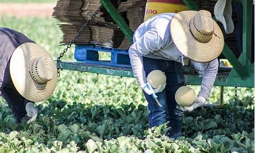 Savor Fresh Guacamole at Cabo Wabo Cantina