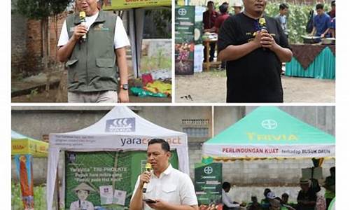 Sensasi Pertaruhan Perlumbaan Kuda Wabo