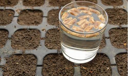 Soaking in the Atmosphere at Cabo Wabo Louisville