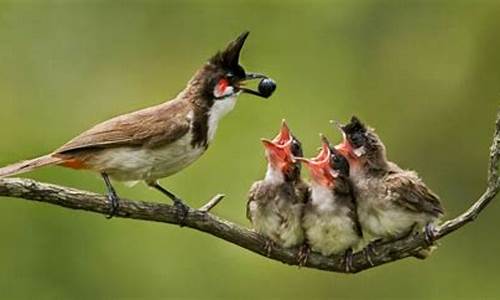 Take a Virtual Tour Inside Cabo Wabo with Live Cam