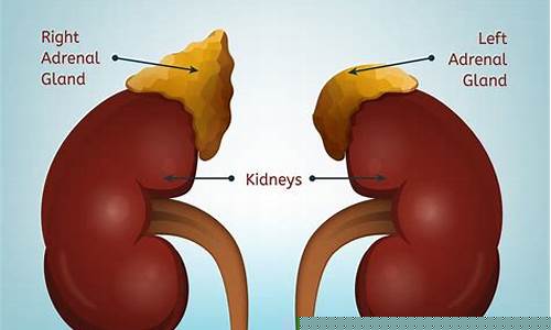 The Adrenaline-Fueled World of WABO Rock Climbing