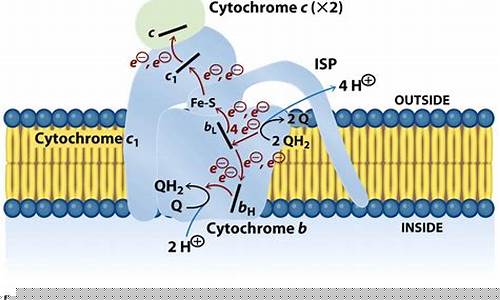 The Complete Guide to Cabo Wabo Las Vegas Parking