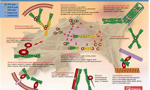 The Fascinating History and Meaning of Cabo Wabo