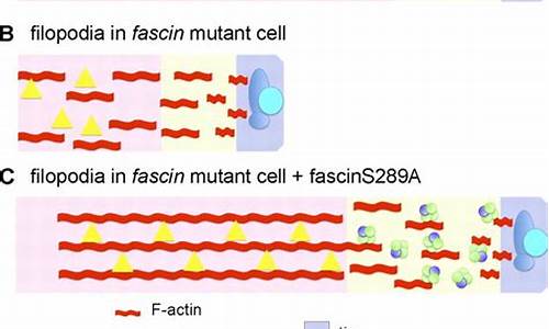 The Fascinating History and Meaning of Cabo Wabo