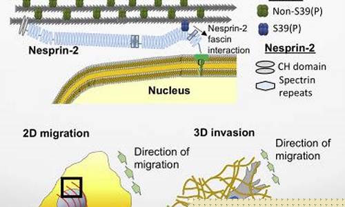 The Fascinating History of Cabo Wabo Logo