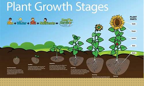 The Growth Trajectory of BASF Wabo in the Industry