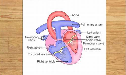 The Heartbeat of Cabo Wabo Corporate Office