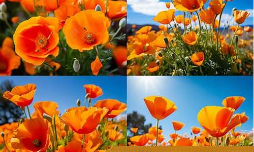 Vibrant Calendar of Events at Cabo Wabo Los Cabos