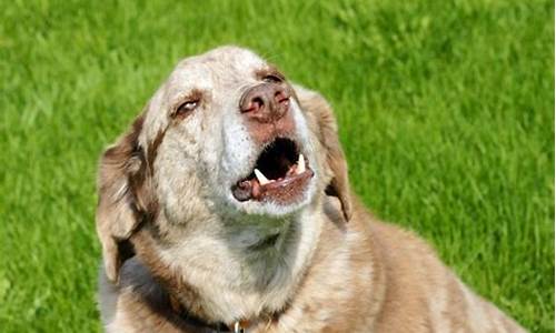 Yelping Your Way to the Perfect Margarita at Cabo Wabo Hollywood